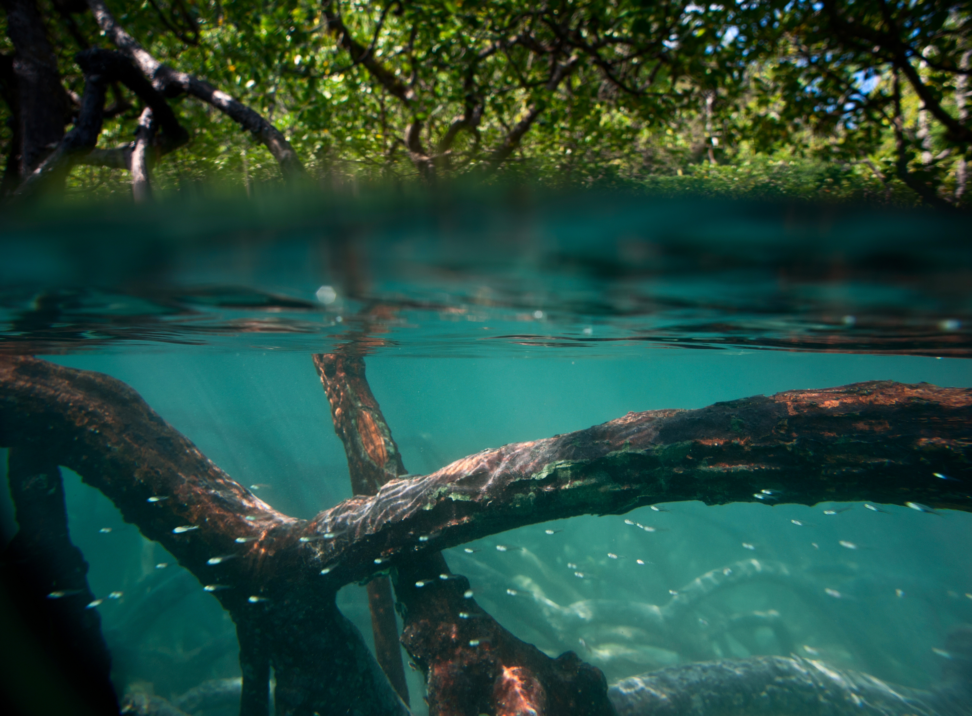 Mangrove forest